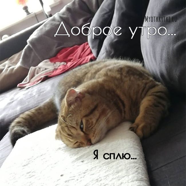 Пожелание от милого котёнка