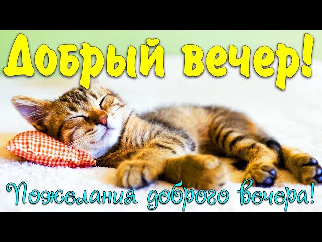 Добрый Вечер Прикольные С Котом 