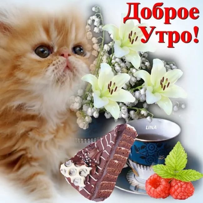 Пикчи доброе утро с котиками