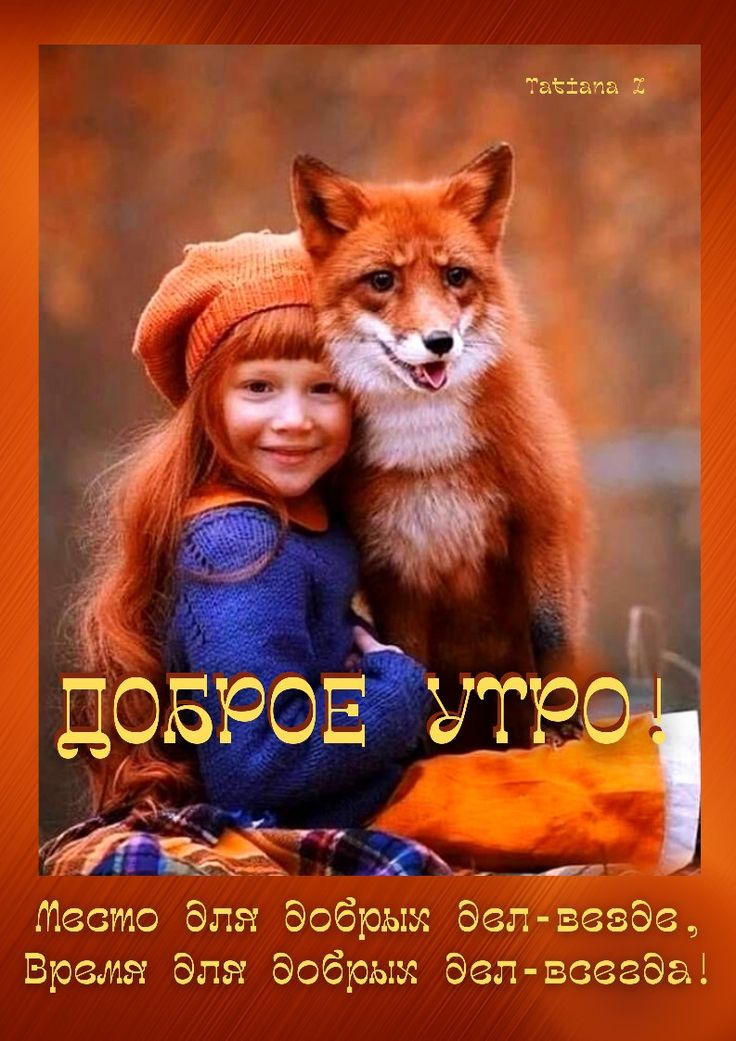 Доброе утро всем от лиса Феликса 🦊❤️ 