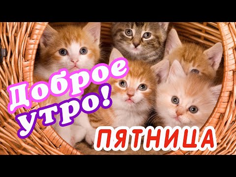 Доброе Утро Пятница Смешные Картинки 