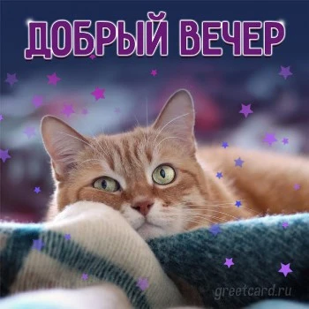 Всем Хорошего Дня С Котом 