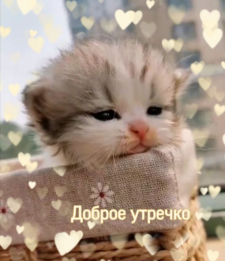 Котики Доброе Утро 