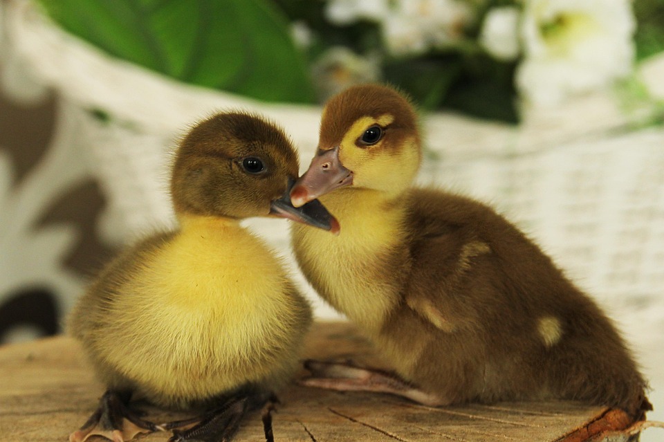 Доброе утро🐥 Желаем вам хорошего дня 