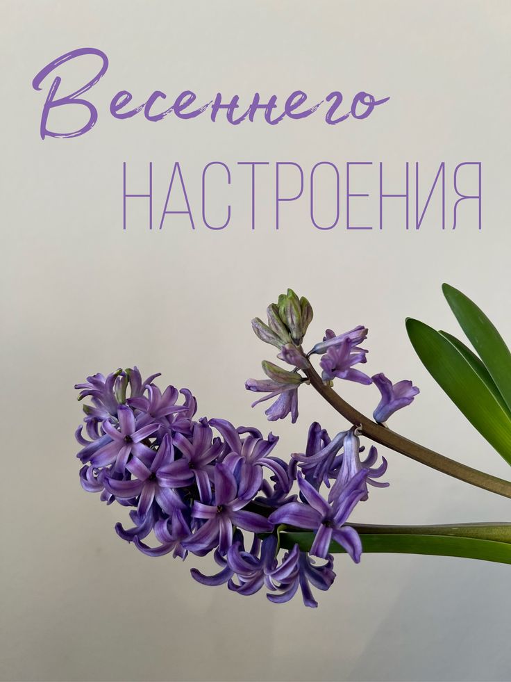 С добрым утром! Пожелания хорошего весеннего настроения