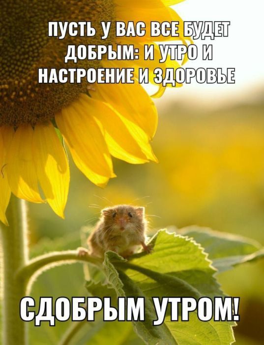 С Добрым утром 