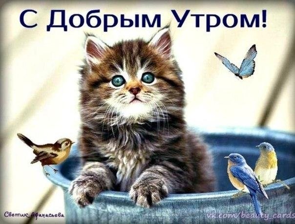 Доброе утро котенок !