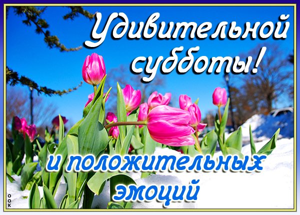 Букетик с ромашками в субботу