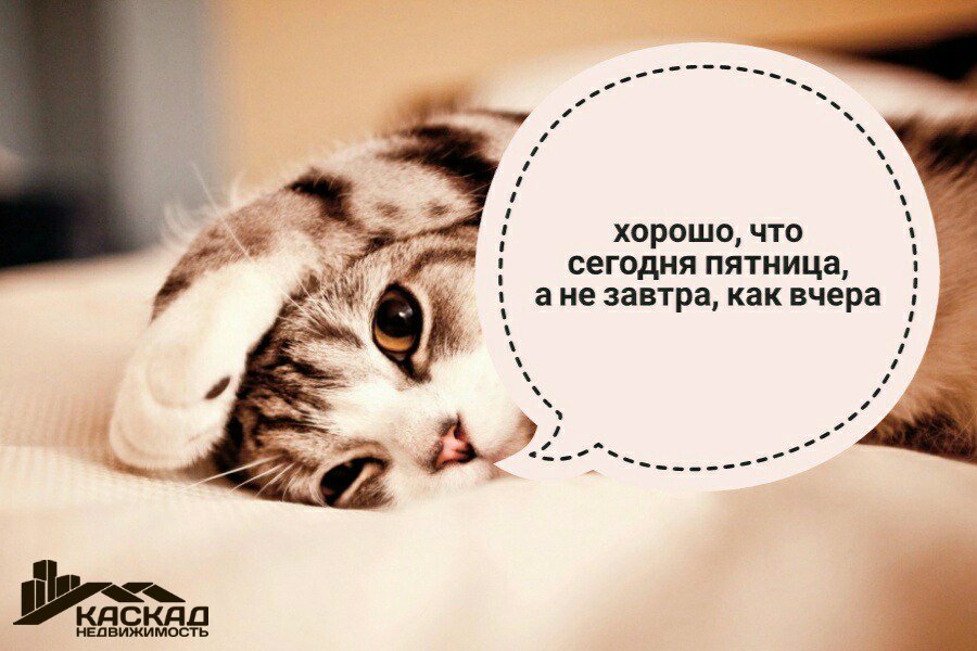 Коты не вруут не когда 