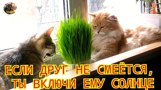 Если друг не смеëтся, ты включи ему 