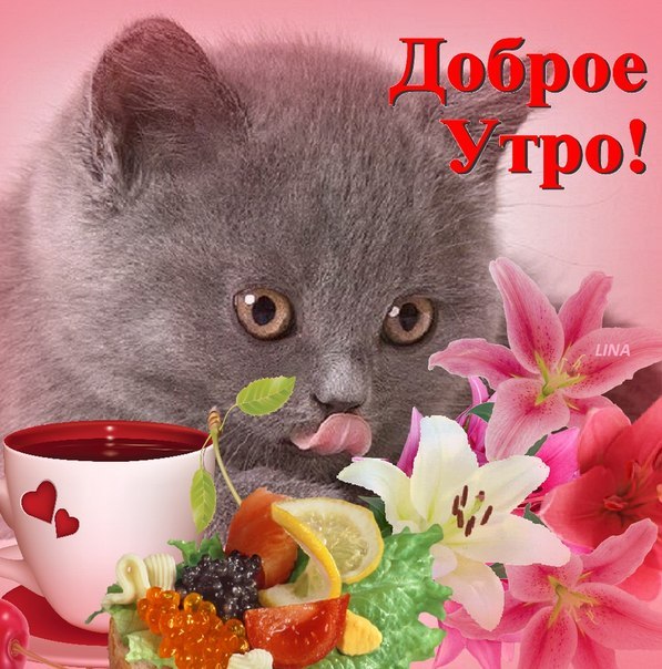 Доброе утро! Мира и отрады!