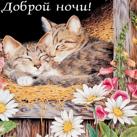 Открытки с кошками и котятами