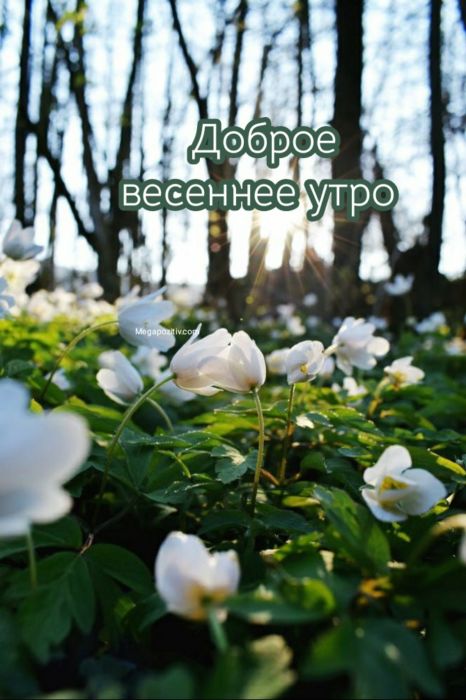 Доброе утро с весной »