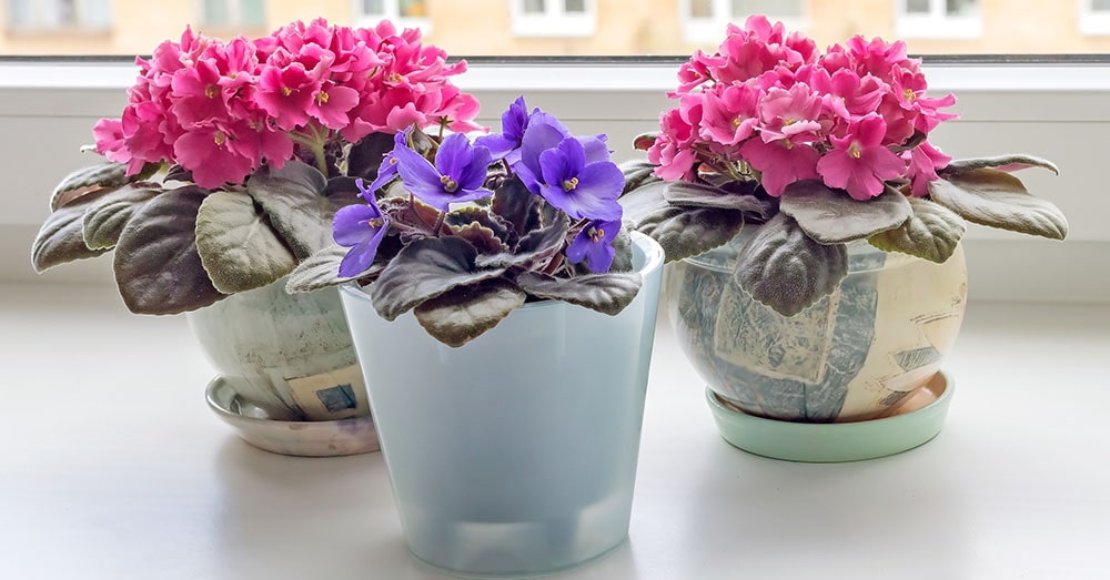 Моя улюблена красуня! НК-Женский День #africanviolet #фиалки 