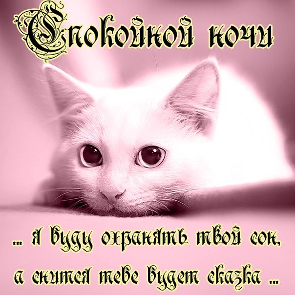 спокойной ночи! 😻😴good night! пожелание сладких снов от 