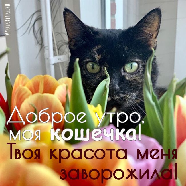 Доброе утро котенок картинки 