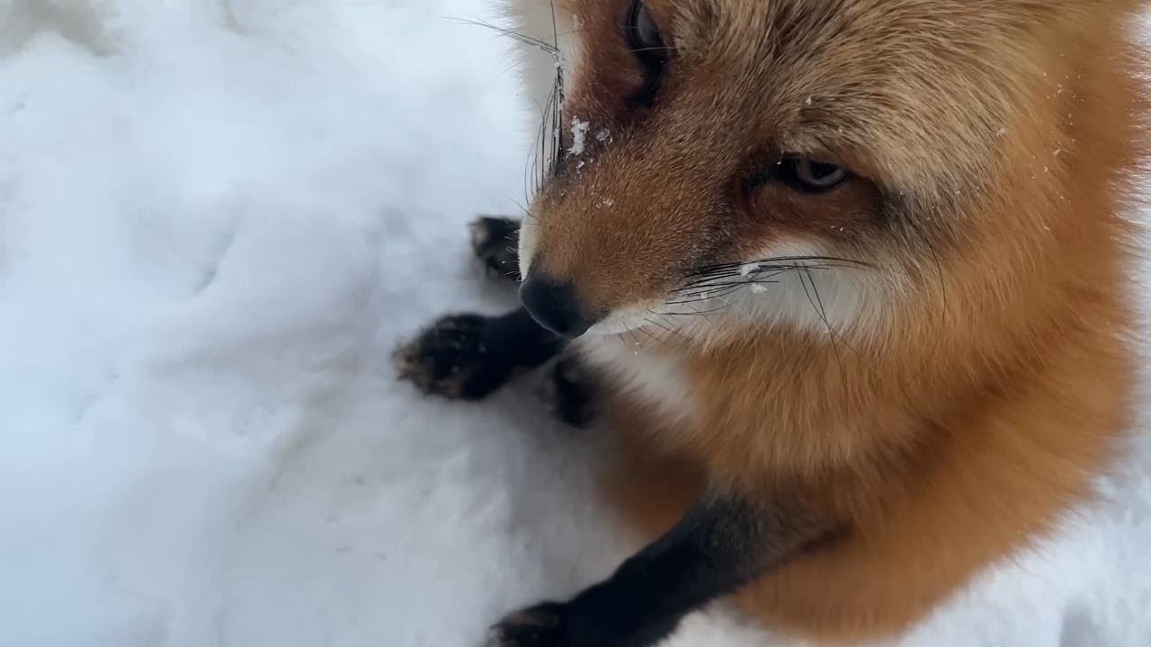 Доброе утро! 🐺 