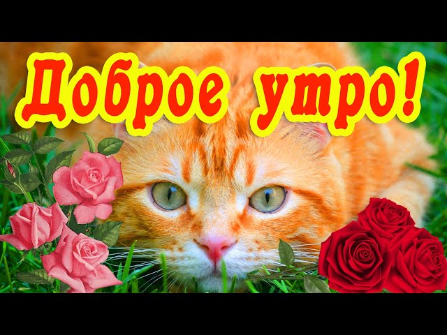 С добрым утром друзья! 11