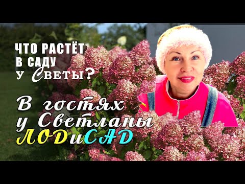 Сказки бабушки Светы