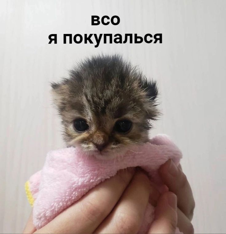 котикисмешныемилые 