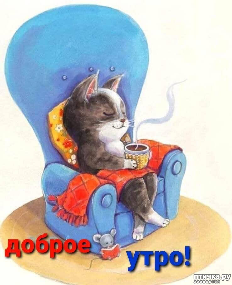 Котоматрица