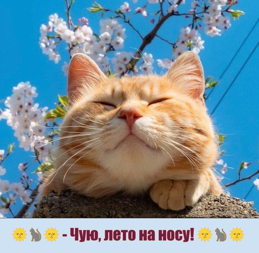 Весна на носу!💛💗🌸☀️🐞🌿🌳🐱 Ждём,