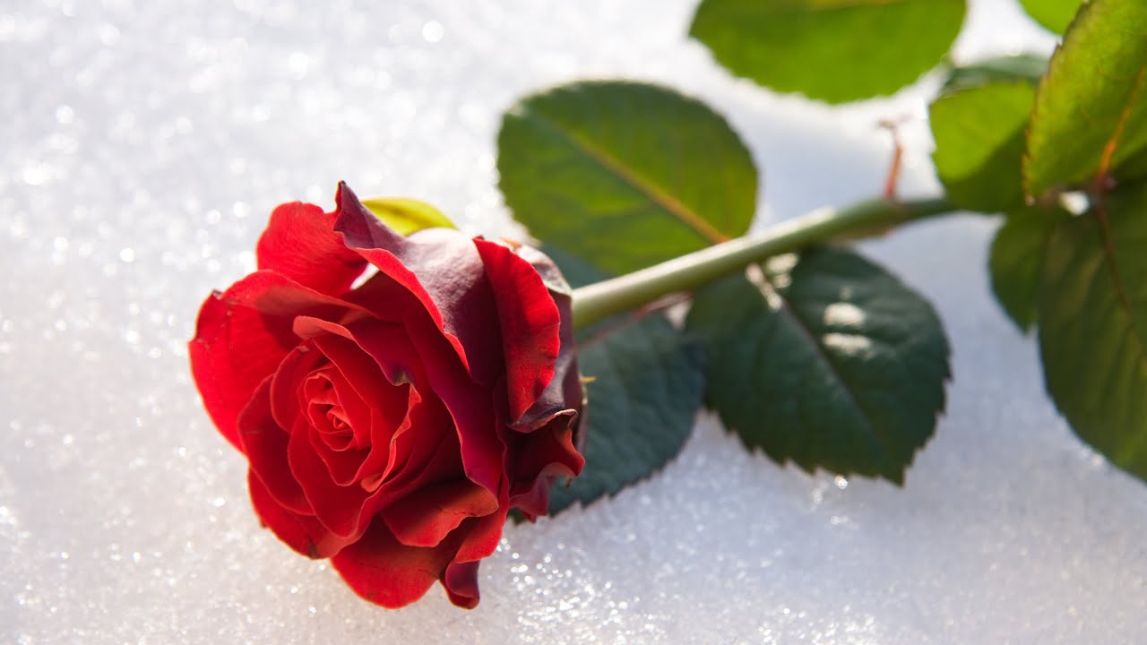 bouquet of flowers on the keys of the piano