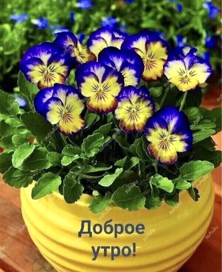 Доброе утро!💮