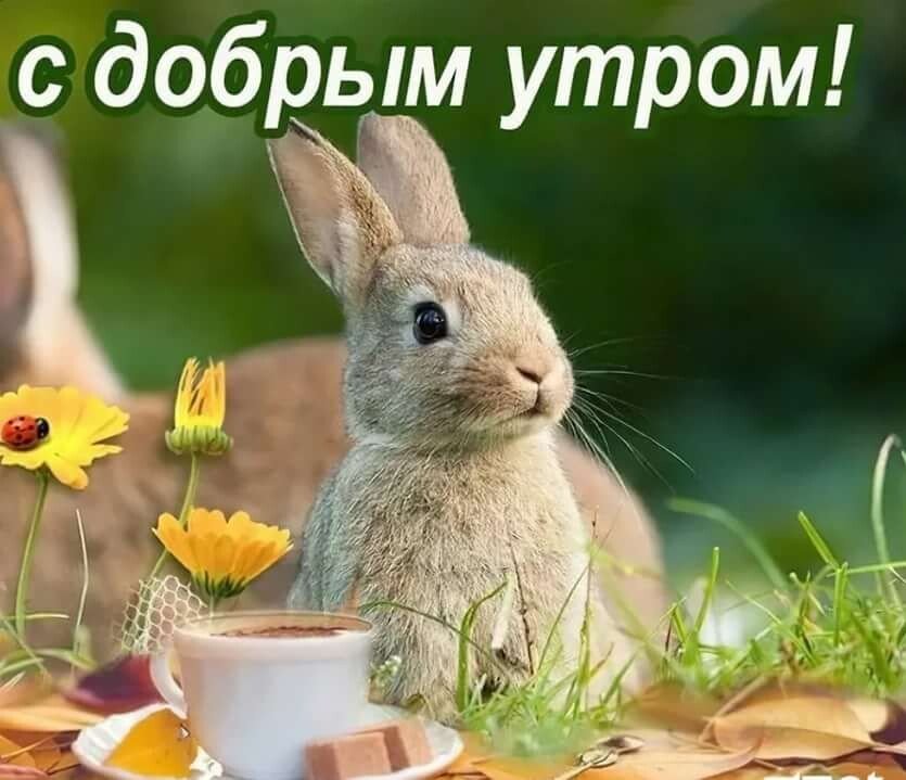 Открытка, на которой заяц желает вам доброго утра