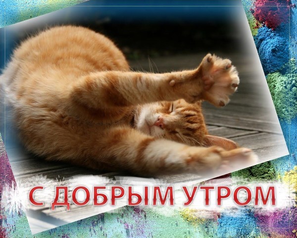 Уставший котик