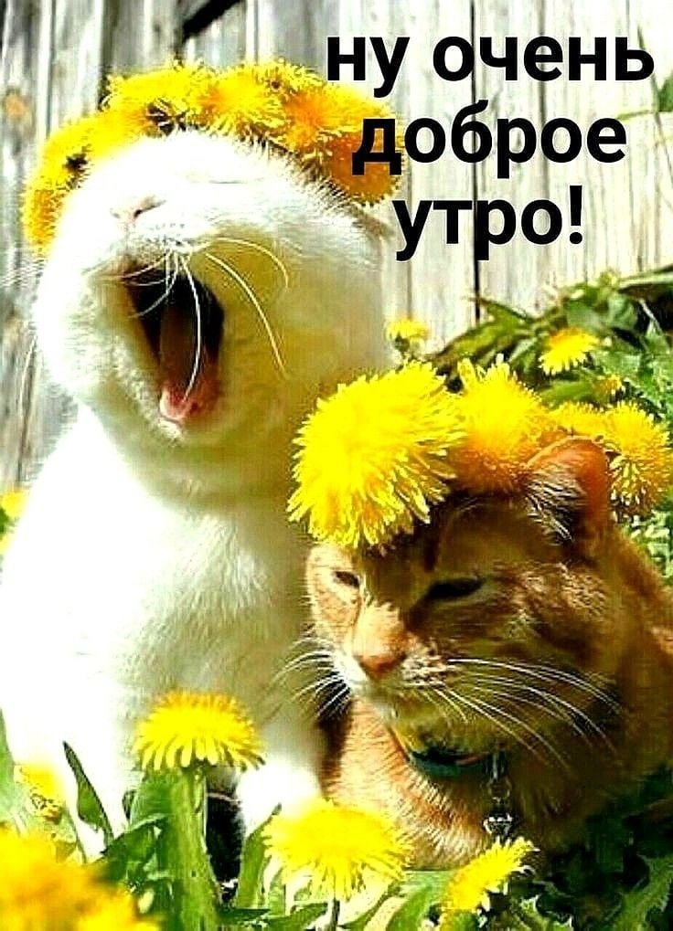 Позитивные картинки Доброе утро 