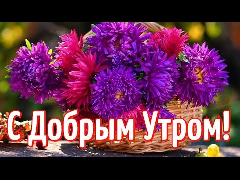 Цветы Астры Доброе Утро 