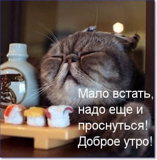 Котоматрица