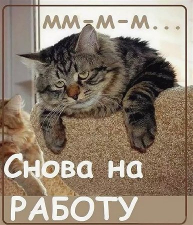 Котоматрица