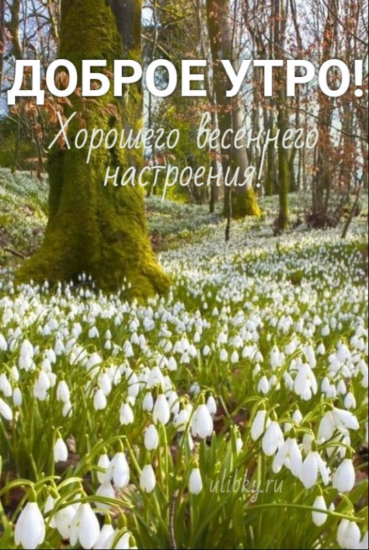 🌺🌿 ЯГОДКИ, ДОБРОЕ УТРО, ОТЛИЧНОГО ДНЯ! 🌿🌺 Доброго утра 