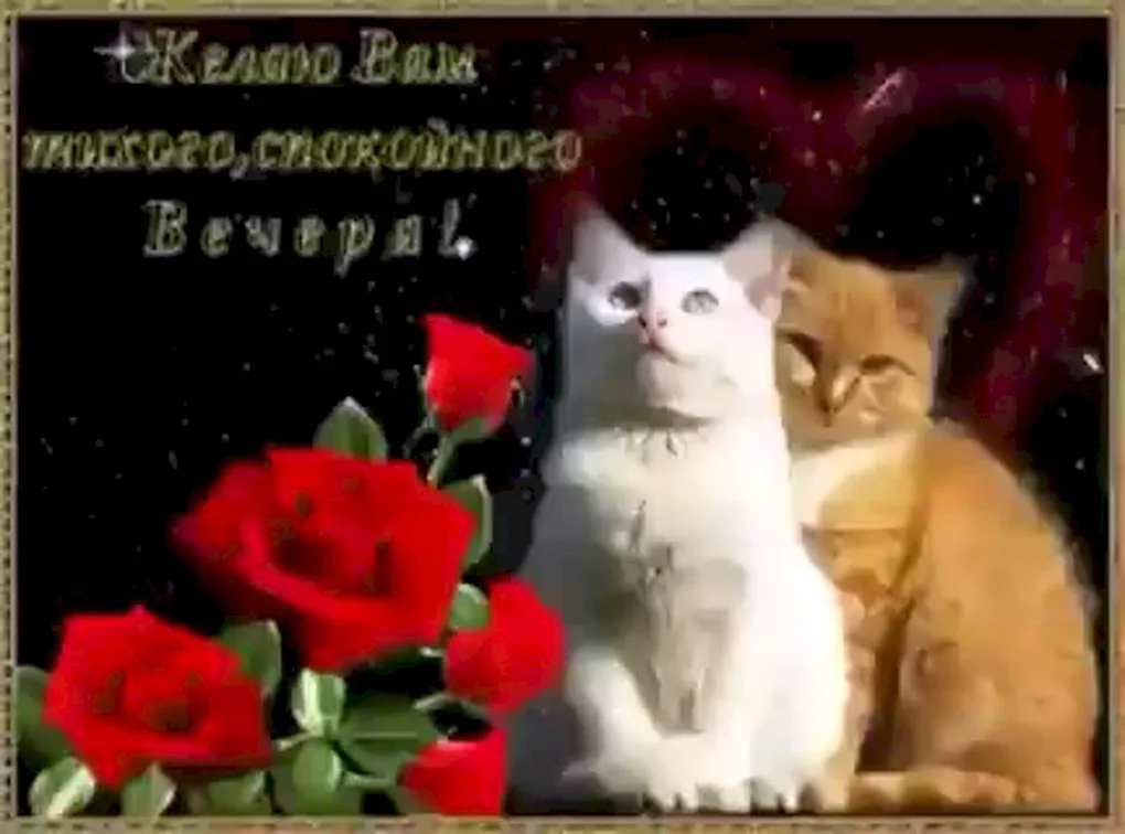 Картинка добрый вечер с котиком