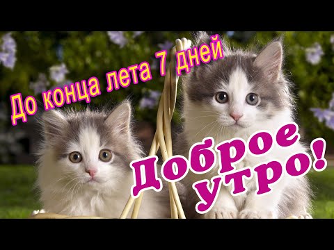 Открытки с добрым утром с животными