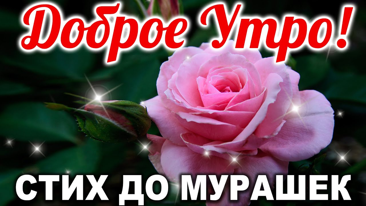 Открытка С добрым утром! Хорошего дня