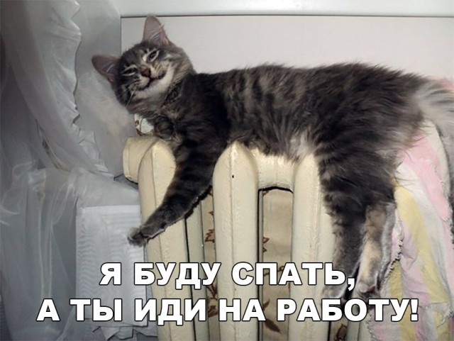 Котоматрица